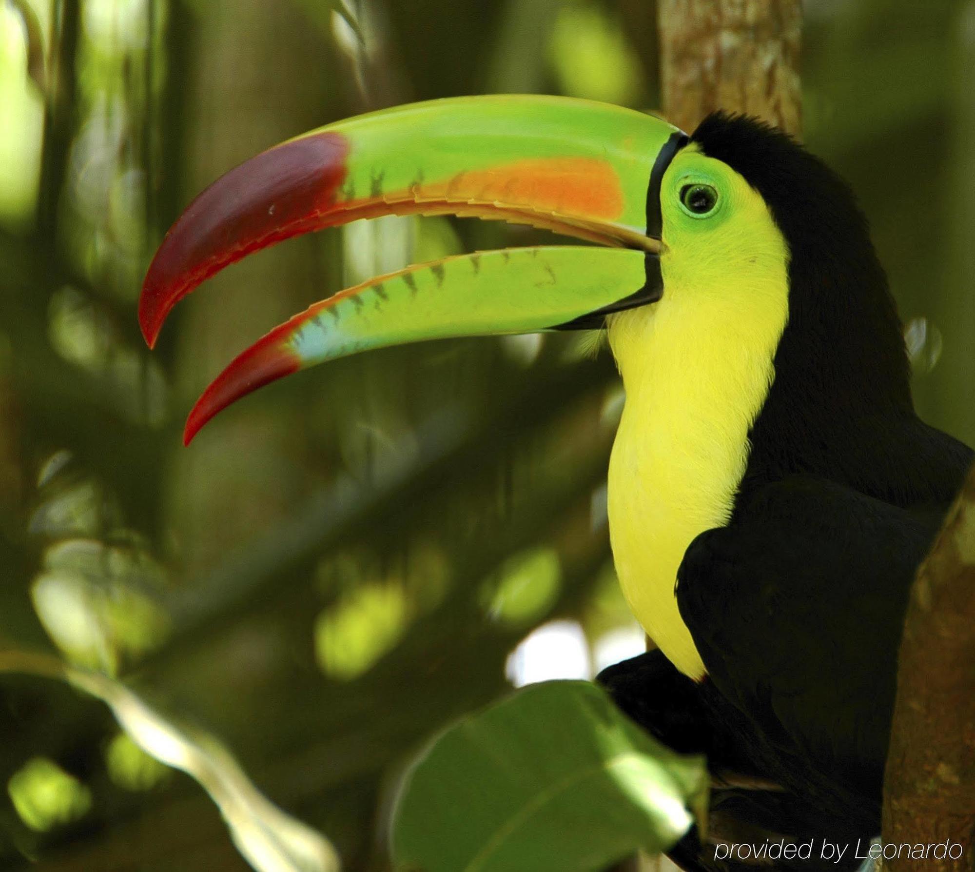 Machaca Hill Rainforest Canopy Lodge بونتا غوردا المظهر الخارجي الصورة