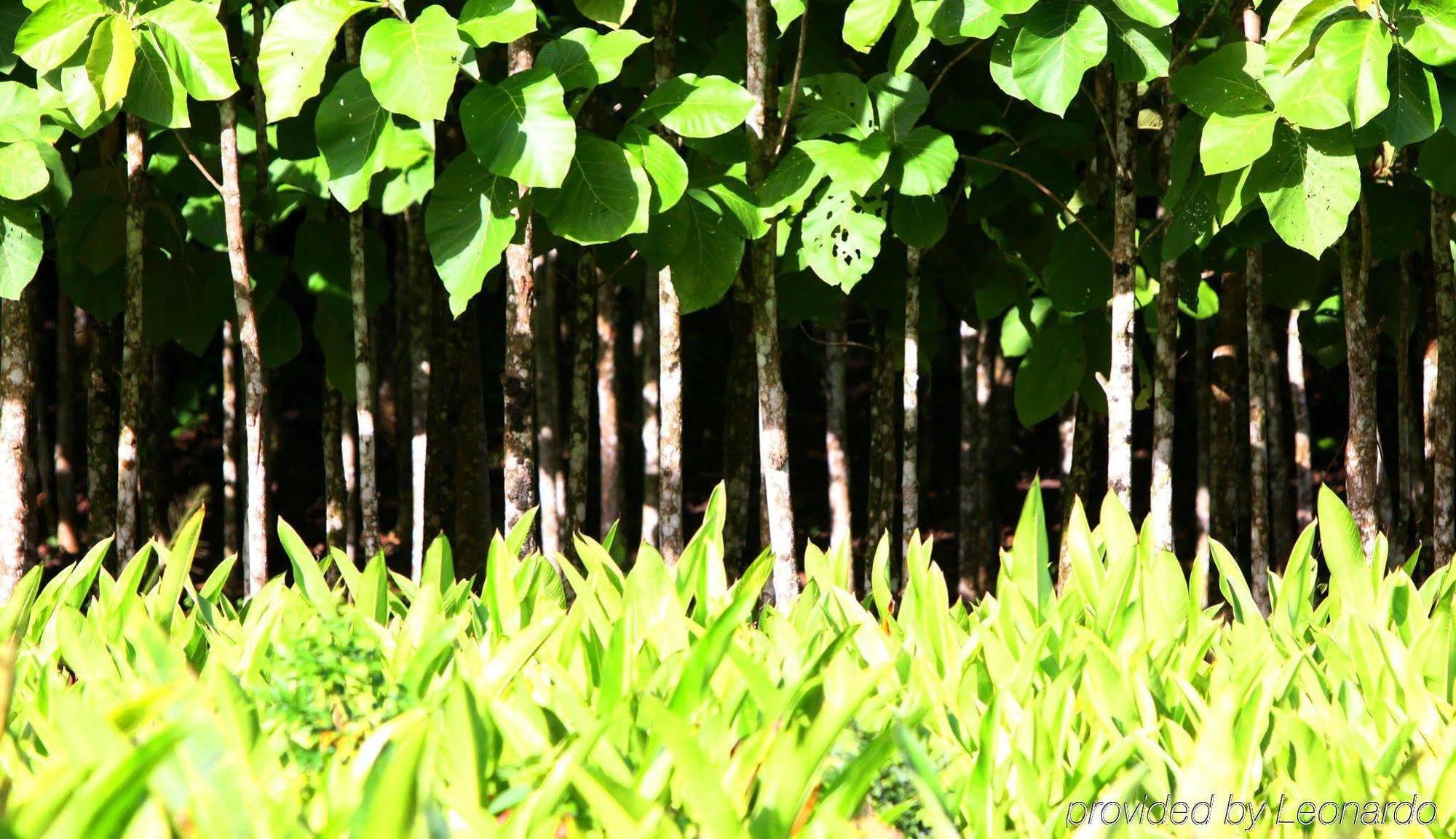 Machaca Hill Rainforest Canopy Lodge بونتا غوردا المظهر الخارجي الصورة